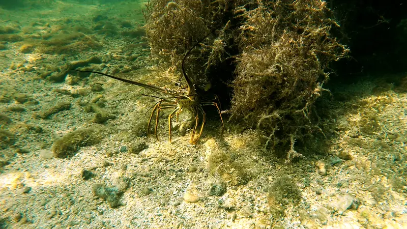 Florida Keys lobster